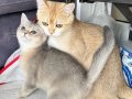 ÜCRETSİZ SAFKAN YAVRU VE ANNESİ