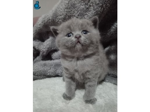 British Shorthair top kafa ayı surat
