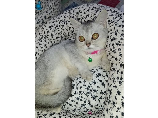Kehribar gözlü British Shorthair