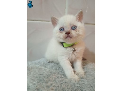 Red point British shorthair