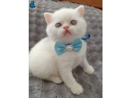 Safkan blue point yavrular