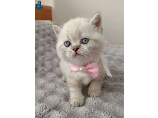 Safkan blue point yavrular