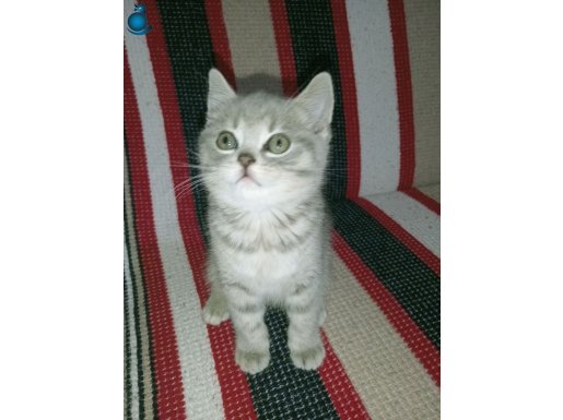 Boncuk gözlü British shorthair