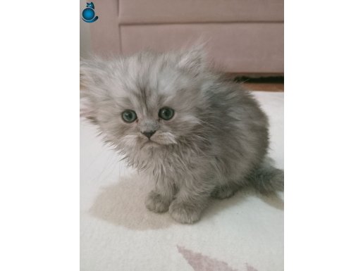 Sevimli oyuncu minnoşlar