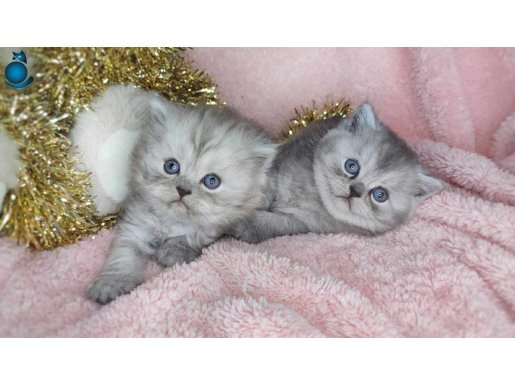 Sevimli oyuncu minnoşlar