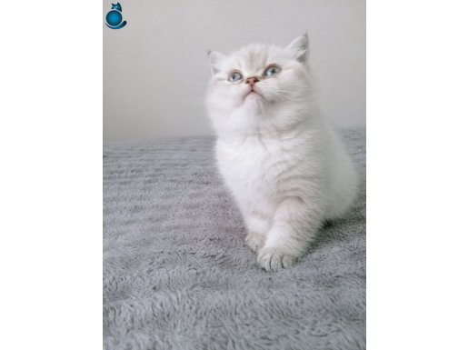 Mavi gözlü blue point prenses