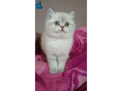 Mavi gözlü blue point prenses