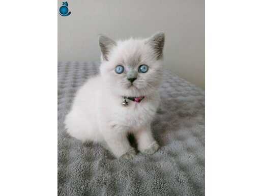 Safkan orjinal kalıcı mavi gözlü blue point yavrular