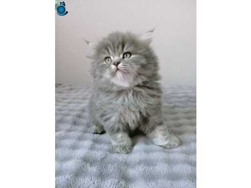 Sosyal British Longhair Yavrusu Yumuşak Gri Tüyleriyle Yeni Yuvasına Hazır