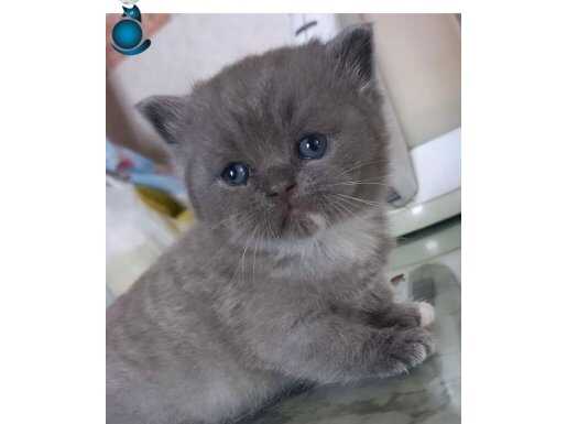 Safkan British Shorthair yavrular
