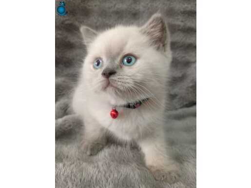 Blue point safkan yavrular