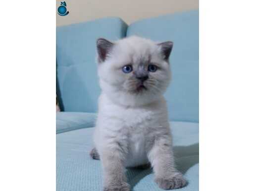 A kalite top kafa ayı surat kalıcı mavi göz blue point yavru