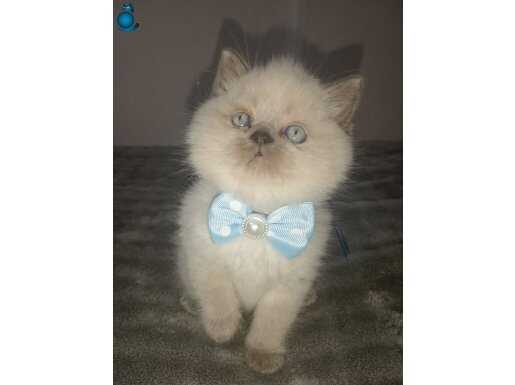 Mavi gözlü blue point