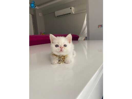 Sevimli mi sevimli ponçik