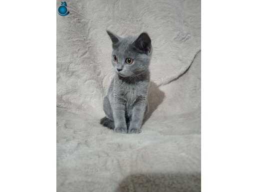 British shorthair yavrular
