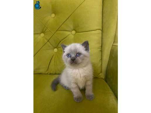 Masmavi Bakışlı Blue Point Yavrular - Ev Ortamında Yetişmiş
