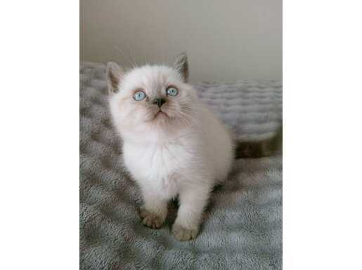 Mavi Gözlü Safkan Blue Point British Shorthair Yavruları