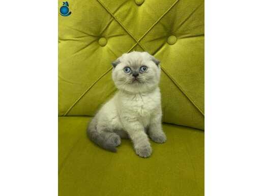 Top kafa ayı surat Scottish fold yavrular