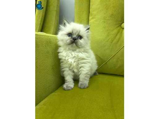 A kalite blue point British Shorthair