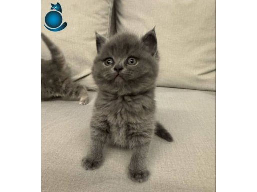 Evde Doğan Peluş Kürklü British Shorthair Yavrusu