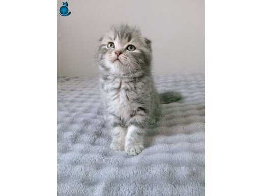 Top Kafa Ayı Surat Sıfır Kulak Scottish Fold Yavruları