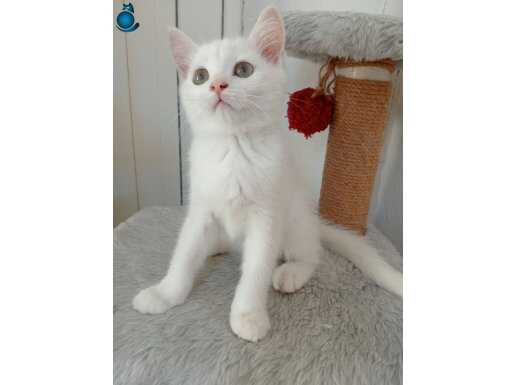  Gri British shorthair yavrular