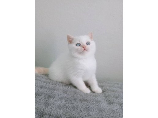 Kalıcı mavi gözlü British red point yavrular