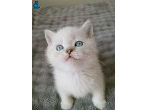 Mavi gözlü Blue point yavrular