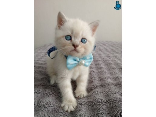 Maviş gözlü safkan blue point yavrular