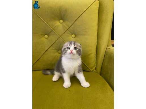 Top kafa ayı surat sıfır kulak scottish fold