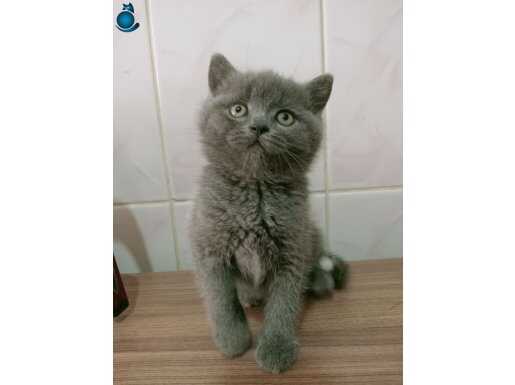 British shorthair