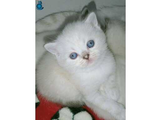 Safkan Mavi Bakışlı Blue Point British Shorthair Yavruları