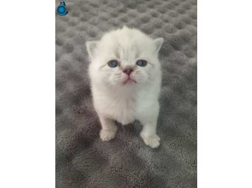 Safkan blue point yavrular