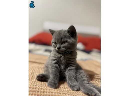 British Shorthair kehribar gözlü gri