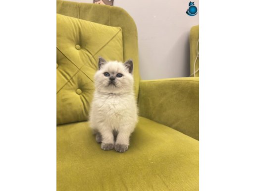 Mavi gözlü blue point yavrular