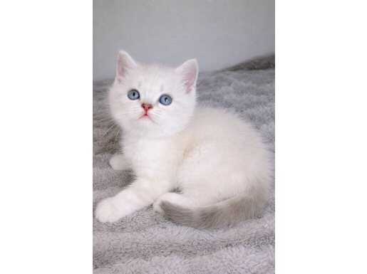 Mavi Gözlü Blue Point Yavrular