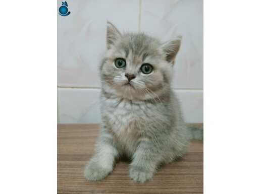 Güzel gözlü British shorthair yavrular