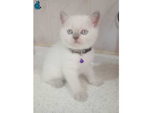 Safkan orjinal blue point