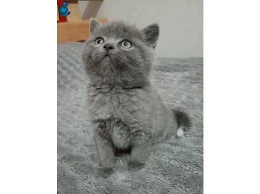 Gri British shorthair