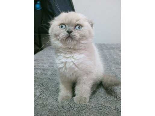 Blue point scottish fold yavrular
