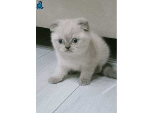 Blue point schotish fold