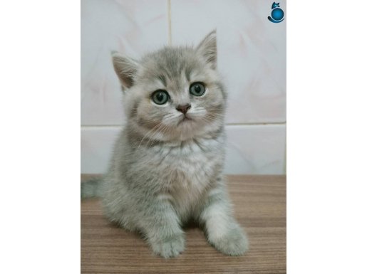 Güzel gözlü British Shorthair yavrular