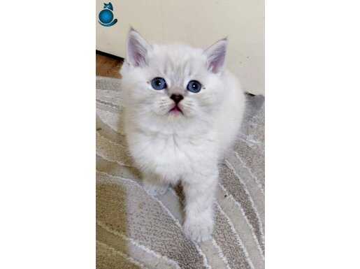 Mavi gözlü blue point yavrular