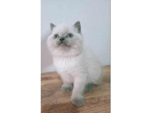 Maviş gözlü blue point yavrular