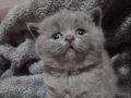 British Shorthair top kafa ayı surat