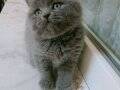 Top kafa ayı surat British Shorthair