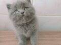 Top kafa ayı surat British Shorthair