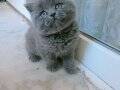 Top kafa ayı surat British Shorthair