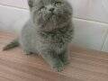 Top kafa ayı surat British Shorthair