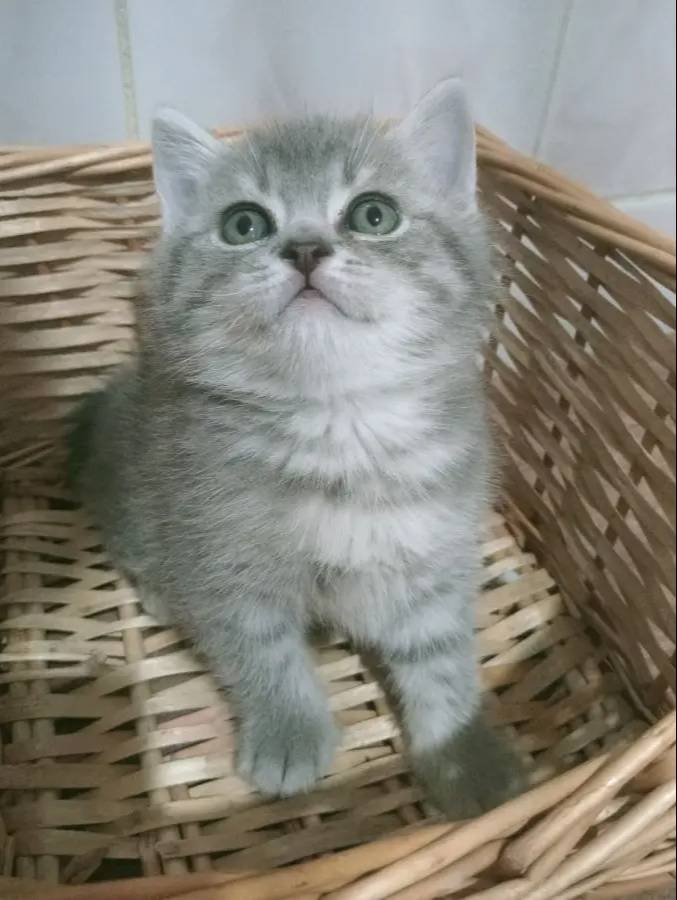 British shorthair blue point yavrular
